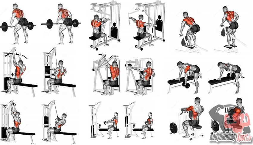 Упражнения для мышц спины