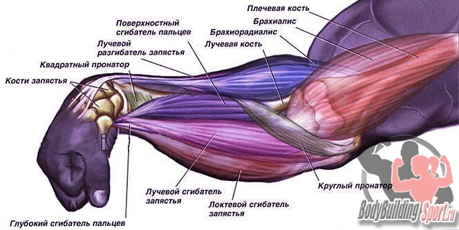 Брахиалис