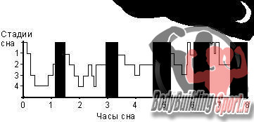 Стадии сна (черным - указана фаза парадоксального сна)