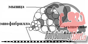 Состав мышцы