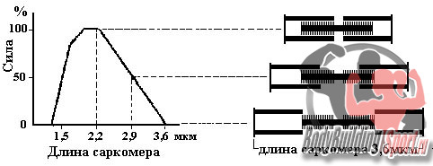 Влияние растяжки на силу мышцы