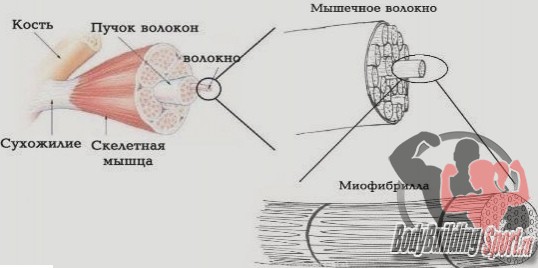 Структура мышцы