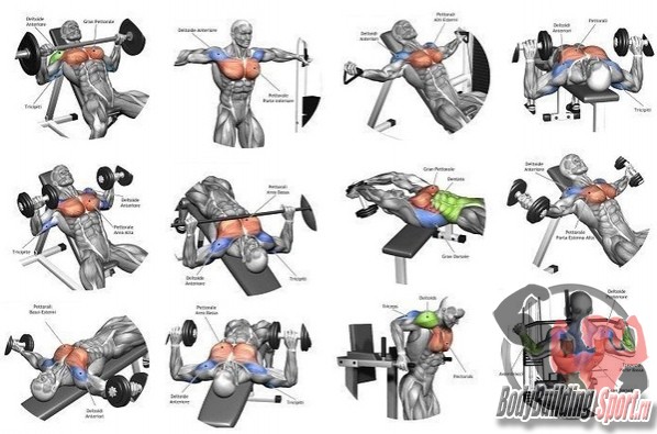 Тренировка груди