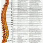 Позвоночник - основа здоровья