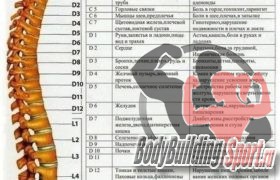 Позвоночник - основа здоровья