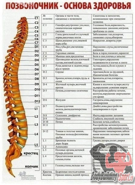 Позвоночник - основа здоровья