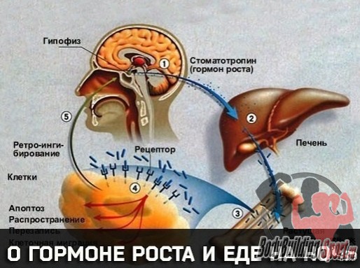 О гормоне роста и еде на ночь