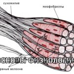 Строения мышц