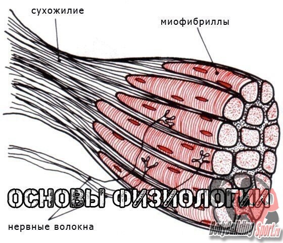 Строения мышц