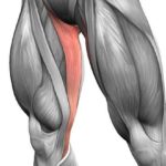 Тонкая мышца бедра: анатомия, точки напряжения, снятие боли