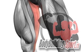 Тонкая мышца бедра: анатомия, точки напряжения, снятие боли