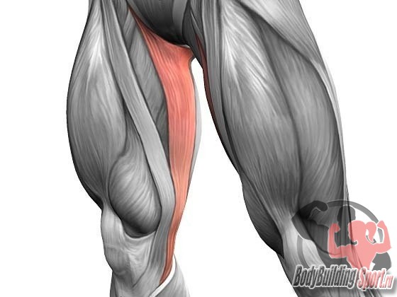 Тонкая мышца бедра: анатомия, точки напряжения, снятие боли