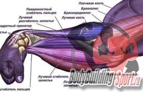 Сила запястьев