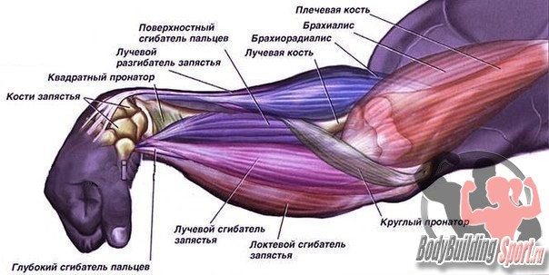 Сила запястьев